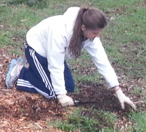 Senior Kelsi Leu digs up weeds during the Habitat Restoration Work Party on the slope behind Ramstad Commons.