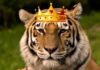 Netflix’s “Tiger King” shocks and surprises
