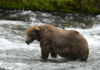 Peak Bear Performance: Alaska’s Fat Bear Competition