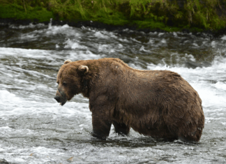 Peak Bear Performance: Alaska’s Fat Bear Competition